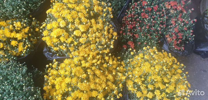 Хризантема мультифлора