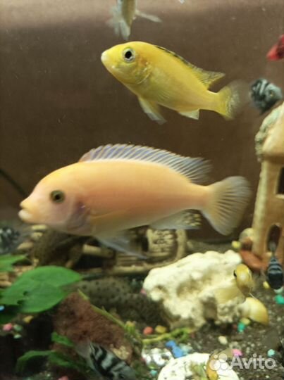 Аквариумные рыбки