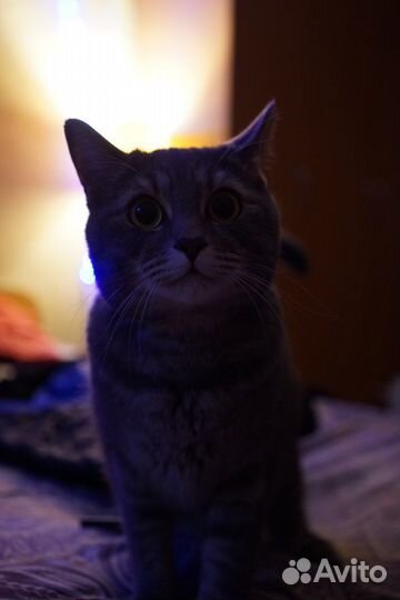 Кот в добрые руки