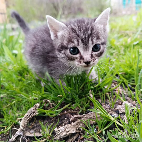 Котенок в добрые руки