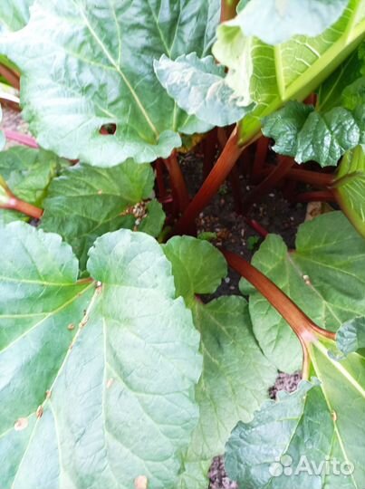 Ревень стебли