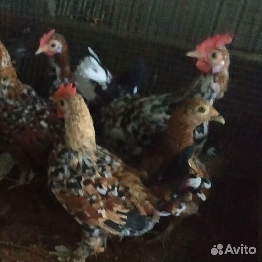 Петушки ситцевой бентамки