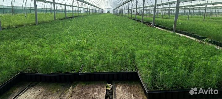 Сеянцы сосны обыкновенной зкс