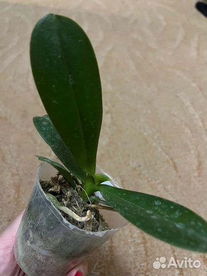 Орхидея азиат P.(Sturtiana-Rainbow Falconer)’ES’