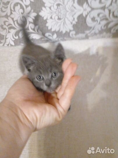 Кошечку в добрые руки