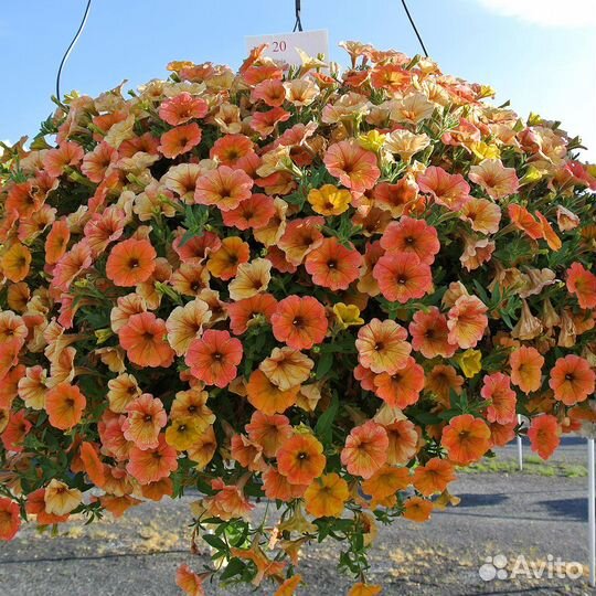 Вегетативная петуния, укорененные черенки