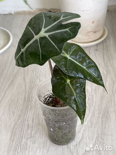 Комнатные растения