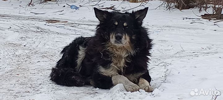 Потерялась собака