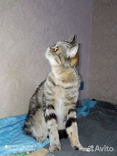 Британская кошка