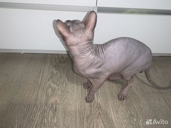 Донской сфинкс вязка