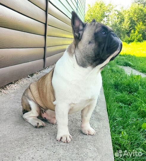 Bouledogue français