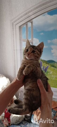 Котята, 2,5 месяца, девочки