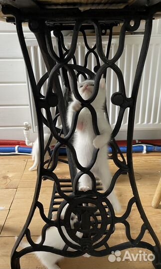 Котята шатланские вислоухие + метис