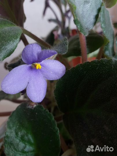 Фиалка фиолетовая многоярусн ус ярус этаж