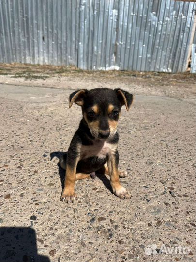 Собака в добрые руки отдам бесплатно