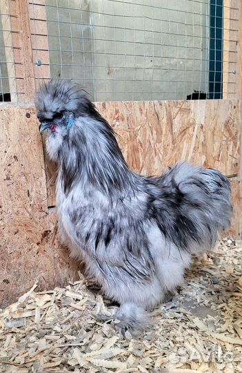 Петух китайский шелковый