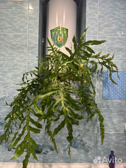 Папортник флебодиум полиподиум