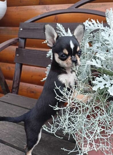 Кукольный трехцветный красавчик