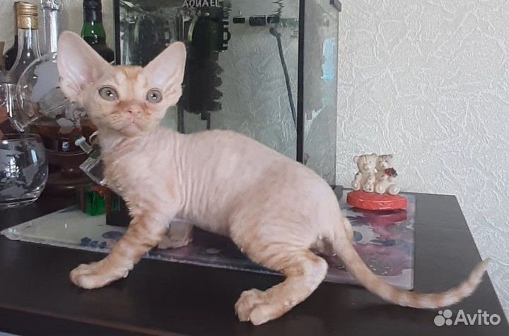 Котик Девон рекс