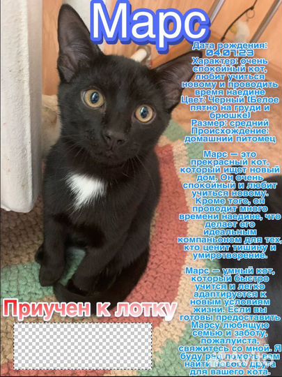 Отдам котят в добрые руки