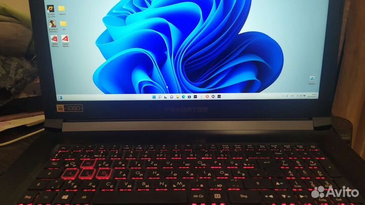 Acer predator