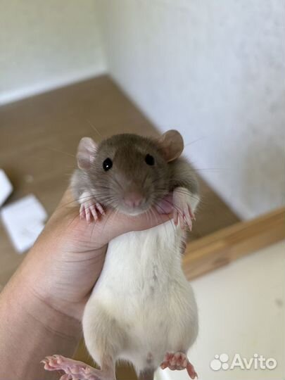 Крысы дамбо девочки