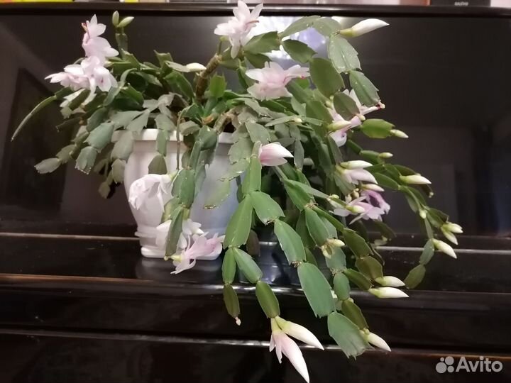 Декабрист шлюмбергера сортовые