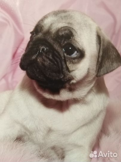 Щенки мопса