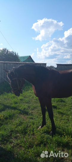 Продается русский рысак