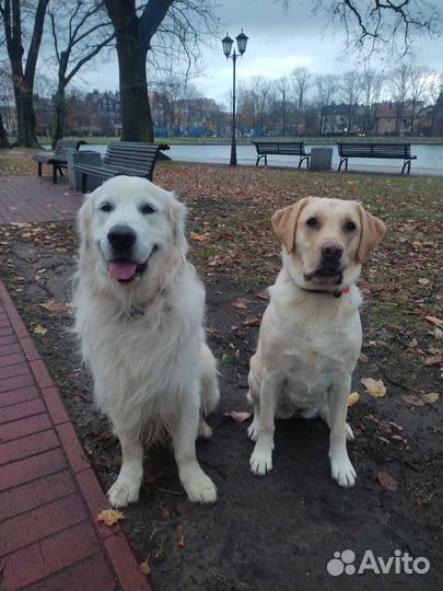 Передержка собак 24/7