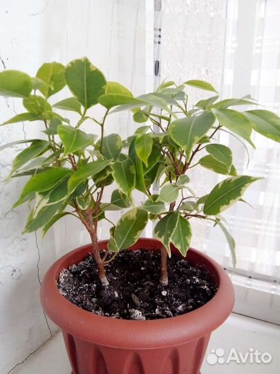 Фикус Бенджамина Твайлайт, Кинки, Микрокарпа