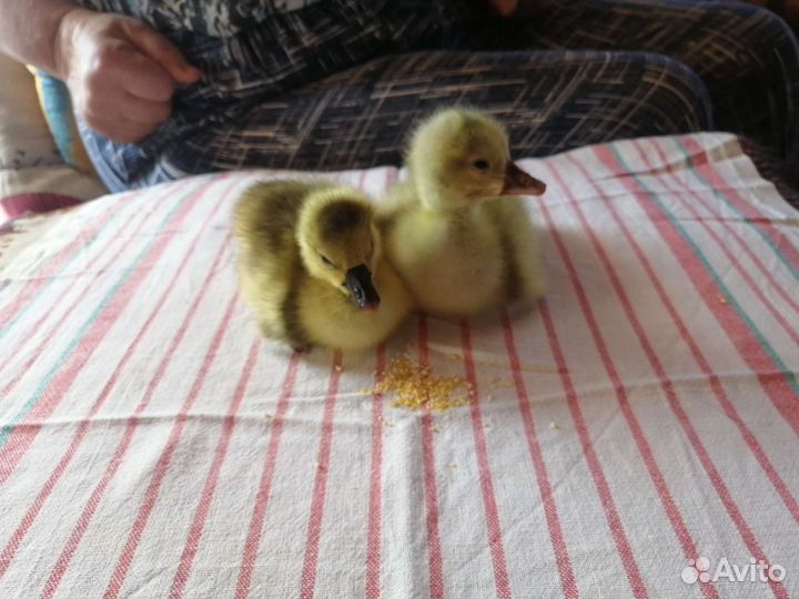 Гусята, утята