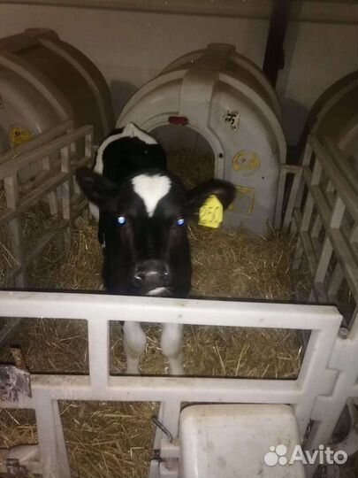 Бычки и быки