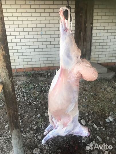 Продам мясо (баранина/ягнятина)