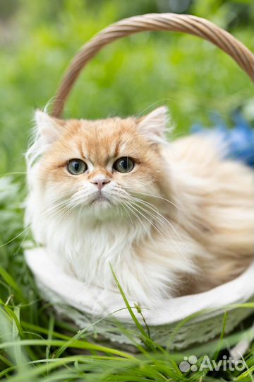 Британская золотая шиншилла длинношерстная