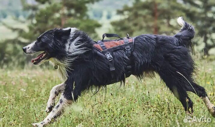 Шлейка для собаки rock harness long