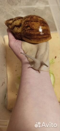 Улитки архахатины