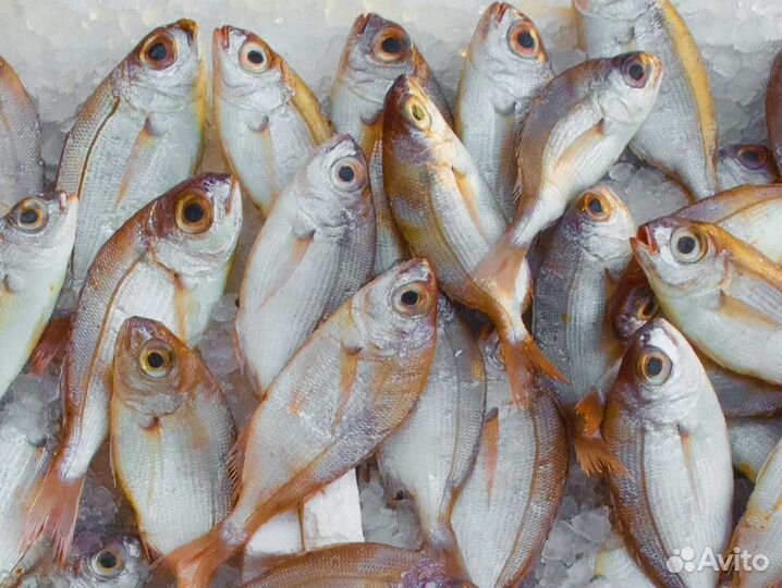 Магазин свежей рыбы king fish