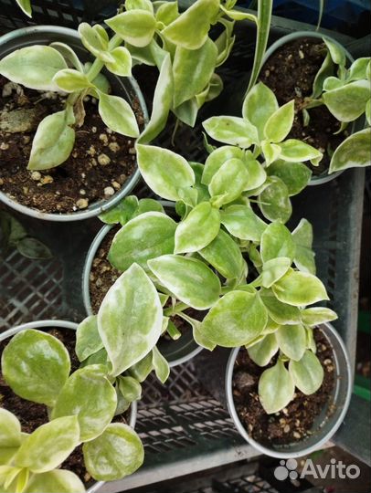 Хлорофитум, традесканция, плектрантус, аптения