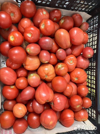 Помидоры