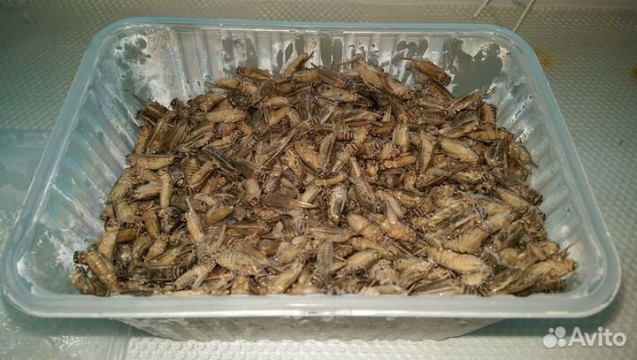 Сверчки замороженные