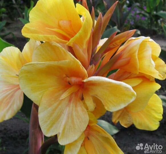 Клубни канны