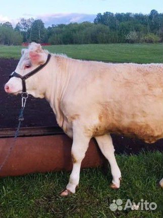 Телка на племя