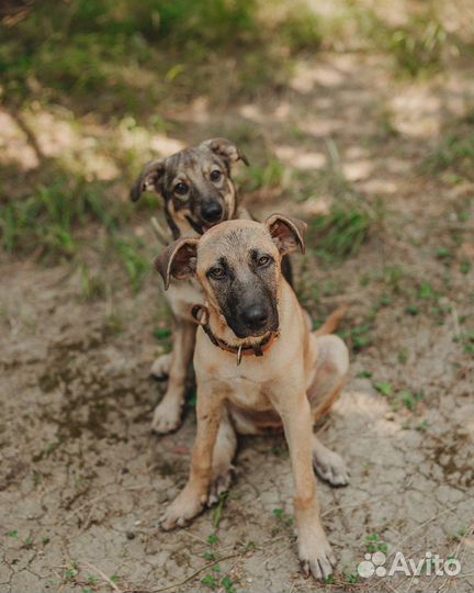 Собака в дар