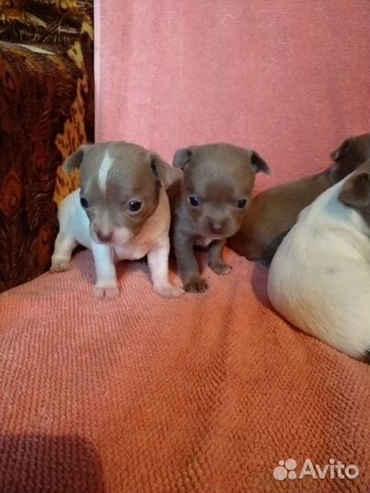 Щенки лиловые