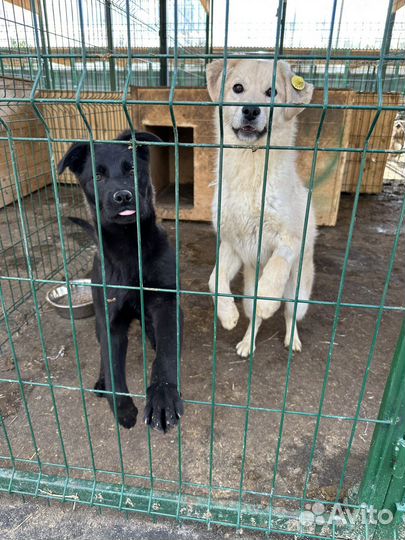 Метисы лабрадора могут оказаться на улице