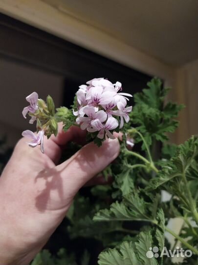 Пеларгония P. Graveolens L