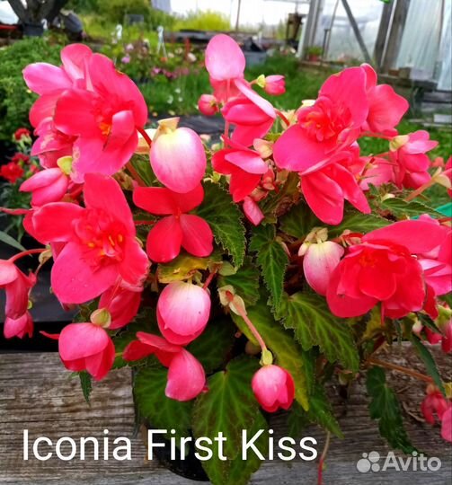 Бегония ампельная вегетативная