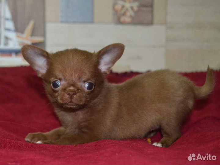 Супер малышка