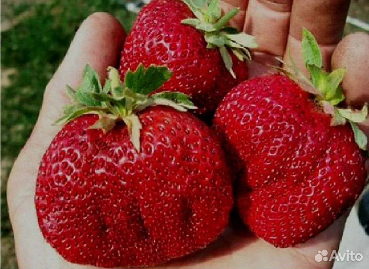 Клубника Гигантелла